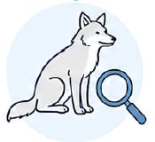 Simple line illustration of a seated wolf beside a magnifying glass icon, on a light blue circular background